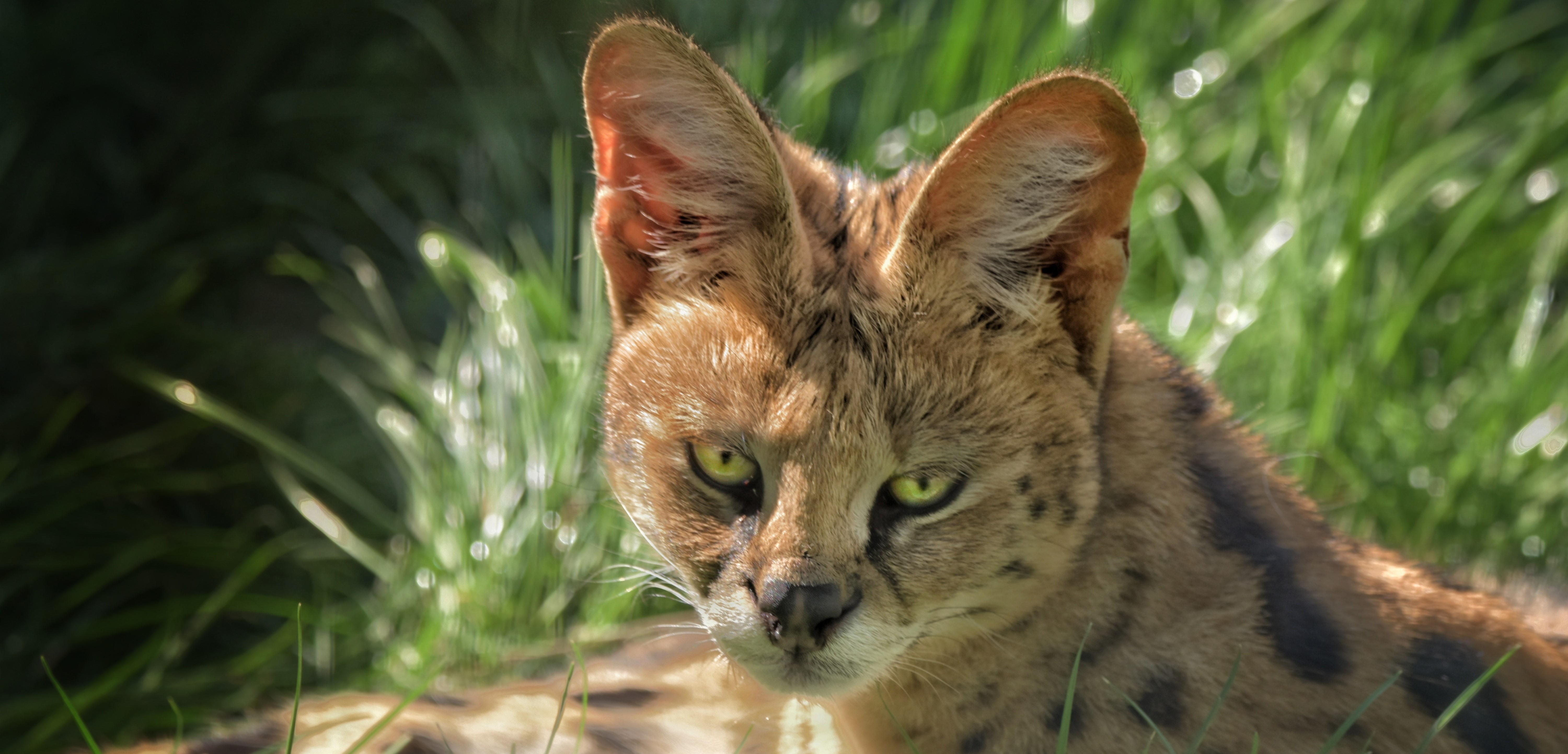 Serval